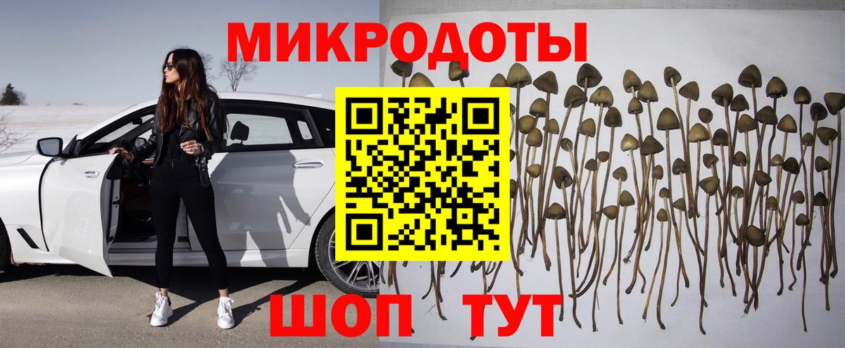 Галлюциногенные грибы Psilocybe Волгоград